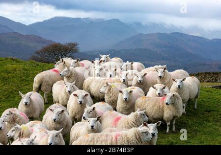 Troutbeck, Windermere, Cumbria, Regno Unito. 13 Marzo 2020. Aberfield attraversa le pecore con lo sfondo delle Langdale Fells, Troutbeck, Windermere, Cumbria il giorno prima di tornare alle previsioni della pioggia nel fine settimana. Credit: John Eveson/Alamy Live News Foto Stock