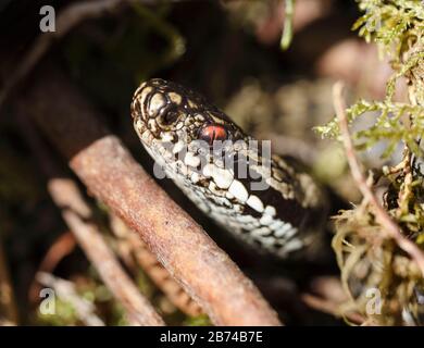 Vista ravvicinata della testa Di Una Scala maschile (Vipera berus), Pennines del Nord, Teesdale, Contea di Durham, Regno Unito Foto Stock