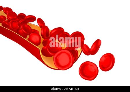 Vena 3D, globuli rossi - isolati su sfondo bianco Foto Stock