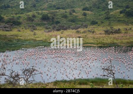 Fenicotteri nel lago di Momela nel parco nazionale di Arusha Foto Stock