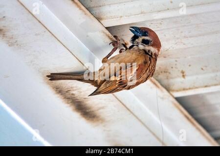 Passero di albero eurasiatico (Passer montanus) nidificato sotto un tetto Foto Stock