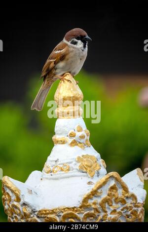 Passero dell'albero eurasiatico (Passer montanus) nel giardino di Wat Chiang Man, Chiang mai, Thailandia Foto Stock