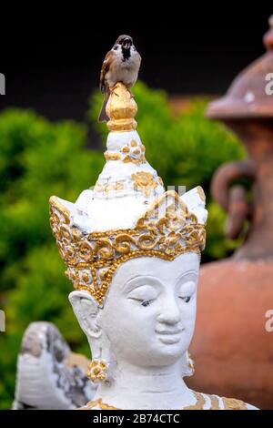 Passero dell'albero eurasiatico (Passer montanus) nel giardino di Wat Chiang Man, Chiang mai, Thailandia Foto Stock