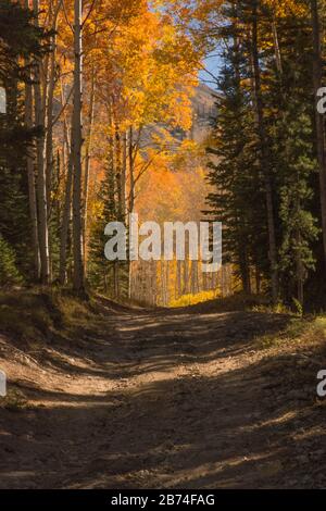 alberi di aspen lungo una strada sterrata Foto Stock