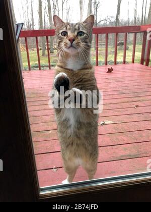 Gatto grigio tabby che chiede di entrare. Foto Stock