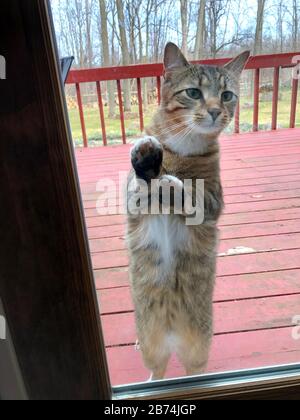 Gatto grigio tabby che chiede di entrare. Foto Stock