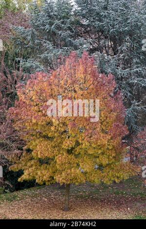 Albero colorato su terra pieno di foglie rosse e gialle Foto Stock