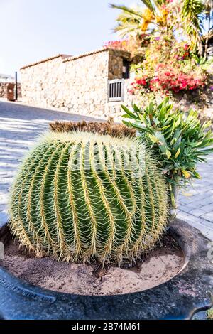 Un cactus grande e prickly nella piccola città di Betancuria, l'antica capitale dell'isola delle Canarie di Fuerteventura Foto Stock