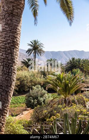 Palme nella piccola città di Betancuria, l'antica capitale delle Canarie di Fuerteventura Foto Stock