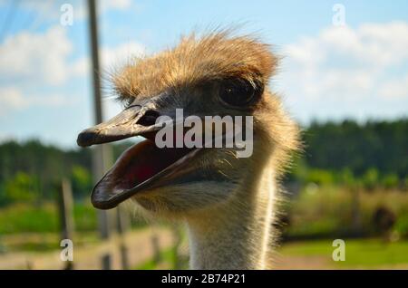 Testa di struzzo con bocca aperta in fattoria a closeup Foto Stock