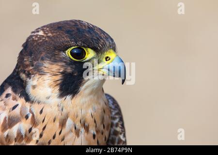 Falco di Eleonora (Falco eleonorae) primo piano. Foto Stock