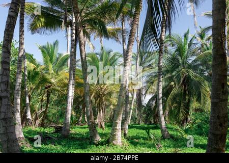 Palme in paradiso tropicale, nel Parco Nazionale Tayrona, Santa Marta Foto Stock