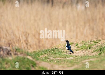 Una magpie posata sul terreno di fronte ad un letto di canna Foto Stock