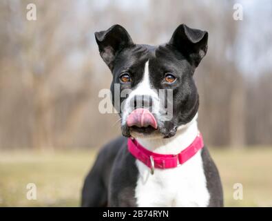 Un cane di razza mista nero e bianco Pit Bull Terrier che indossa un collare rosso e lecca le labbra Foto Stock