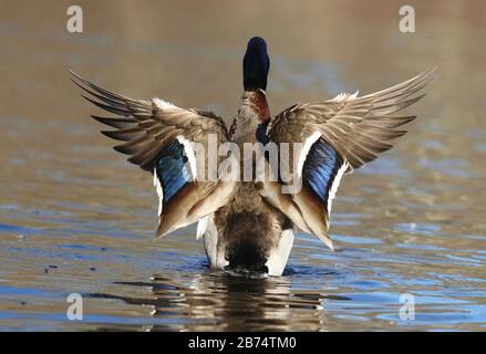 Un'anatra di mallardo di drake che si flapping le sue ali su un lago. Vista posteriore. Foto Stock