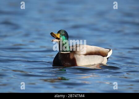 Un paio di anatre di mallardo che mangiano in inverno. Il drake tiene la gallina sotto l'acqua. Foto Stock