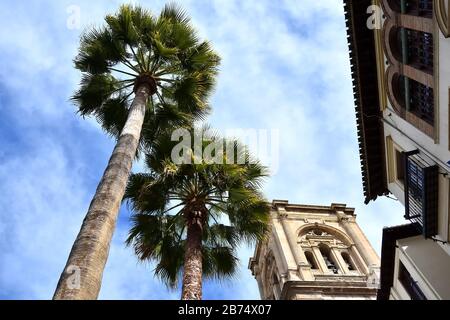 La torre della cattedrale di Granada accanto a due alte palme viste da un angolo basso Foto Stock