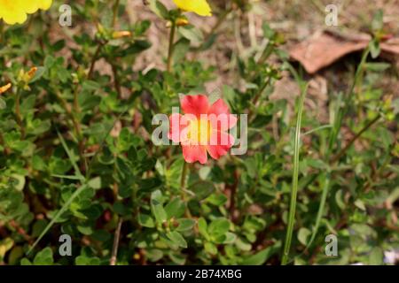 Erba fiore in campo Area Foto Stock