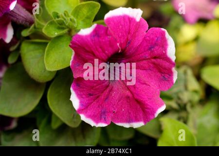 Erba fiore nel giardino dell'università di Agricoltura Foto Stock