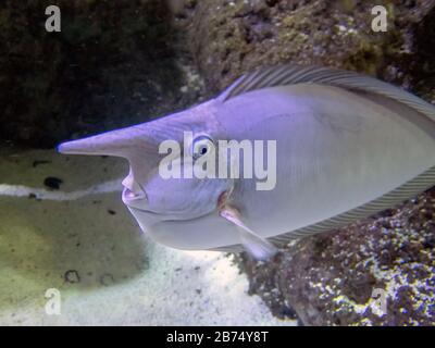 A unicornfish punteggiato (naso brevirostris) Foto Stock
