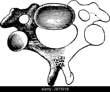 Questa illustrazione rappresenta Una Vertebra cervicale, un disegno a linee vintage o un'illustrazione per incisione. Illustrazione Vettoriale