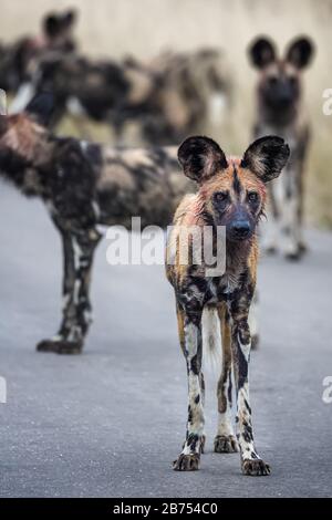 Un cane selvaggio africano con il sangue nella sua pelliccia da una recente caccia alla ricerca per il pacchetto, con altri cani in background. Kruger National Park, S. Foto Stock