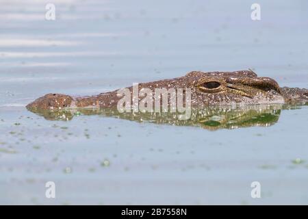 Coccodrillo del Nilo (coccodrillo niloticus), primo piano della testa, Mpumalanga, Sudafrica Foto Stock