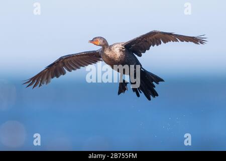 Cormorano coronato (Microcarbo coronatus), , Mpumalanga, Sudafrica Foto Stock