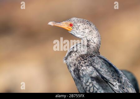 Cormorano coronato (Microcarbo coronatus), primo piano di un adulto in piumaggio non riproduttore, Mpumalanga, Sudafrica Foto Stock