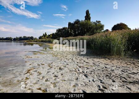Dopo un'estate con poca pioggia, il livello dell'acqua sulla riva dell'isola di Reichenau sul lago di Costanza è sceso, il 18.09.2018. [traduzione automatica] Foto Stock