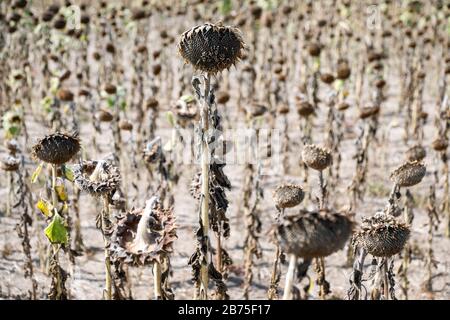 Girasoli secchi in un campo vicino Schoenwald nel Brandeburgo, 16 agosto 2018, gli agricoltori temono i fallimenti delle colture a causa della mancanza di pioggia. [traduzione automatica] Foto Stock