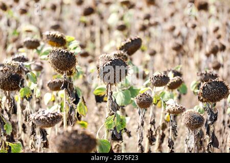 Girasoli secchi in un campo vicino Schoenwald nel Brandeburgo, 16 agosto 2018, gli agricoltori temono i fallimenti delle colture a causa della mancanza di pioggia. [traduzione automatica] Foto Stock