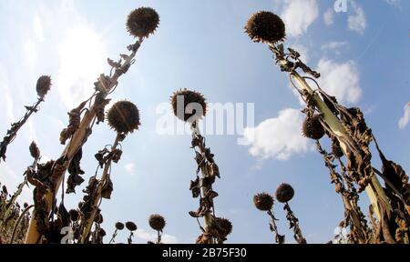 Girasoli secchi in un campo vicino Schoenwald nel Brandeburgo, 16 agosto 2018, gli agricoltori temono i fallimenti delle colture a causa della mancanza di pioggia. [traduzione automatica] Foto Stock