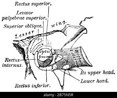 Questa illustrazione rappresenta I Muscoli degli occhi, il disegno della linea vintage o l'illustrazione dell'incisione. Illustrazione Vettoriale