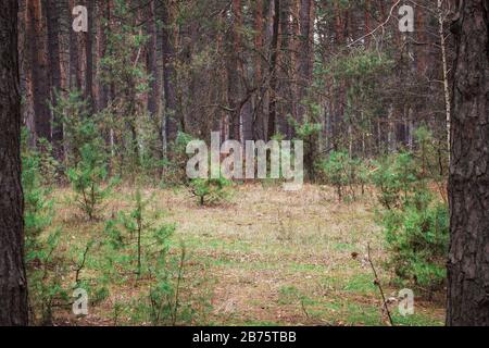l'abete giovane cresce su una radura luminosa in una pineta su uno sfondo di pini alti e densamente erette Foto Stock