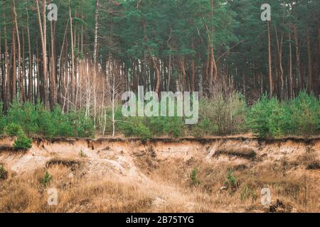 una fantastica vista della foresta di conifere ai margini della bellezza del pozzo di sabbia dell'alto pino selvatico e degli alberi giovani Foto Stock