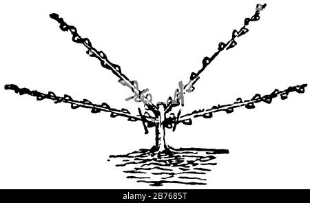 Questa illustrazione rappresenta la Pruning A forma di ventola, che è un altro tipo di Rifilatura e rimozione dell'albero, disegno di linea vintage o illustrazione di incisione. Illustrazione Vettoriale