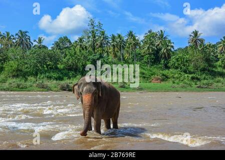 Elefanti sul fiume vicino all'Orfanotrofio degli Elefanti di Pinnawala in Sri Lanka Foto Stock