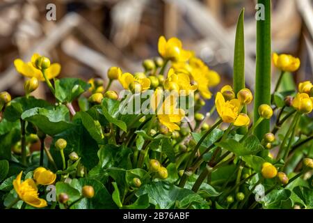 Primo piano di marigolds di palude giallo brillante che crescono sul lato del lago nel Wiltshire, Regno Unito Foto Stock