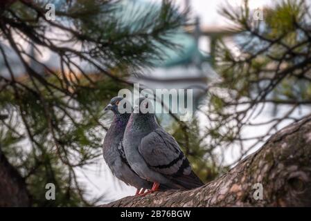 Due piccioni grigi seduti insieme su un ramo d'albero, nella città di Zurigo. Coppia di piccioni come simbolo d'amore. Foto Stock