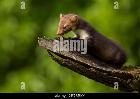 Bella giovane martora di faggio esplorando la foresta estiva in una giornata di sole Foto Stock