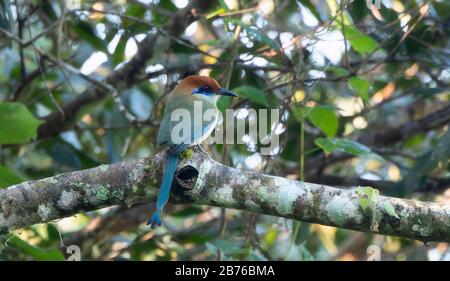 Momotus mexicanus (Momotus mexicanus) arroccato su un ramo in un albero a Jalisco, Messico Foto Stock