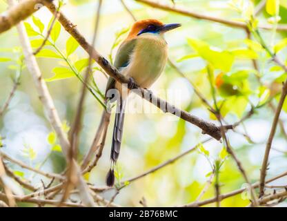 Momotus mexicanus (Momotus mexicanus) arroccato su un ramo in un albero a Jalisco, Messico Foto Stock