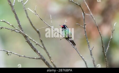 Bel maschio verde colorato bianco-eato Hummingbird (Basilinna leucotis) con Orange Bill appollaiato su un ramo in un albero a Jalisco, Messico Foto Stock