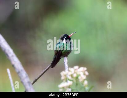 Bel maschio verde colorato bianco-eato Hummingbird (Basilinna leucotis) con Orange Bill appollaiato su un ramo in Jalisco, Messico Foto Stock