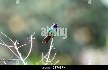 Bel maschio verde colorato bianco-eato Hummingbird (Basilinna leucotis) con Orange Bill appollaiato su un ramo in Jalisco, Messico Foto Stock