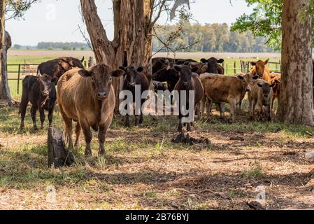Un toro e un sacco di mucche e calfi con un paesaggio di campagna sul retro Foto Stock