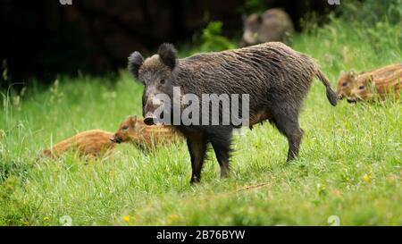 Pericoloso cinghiale femminile che protegge i suoi piccoli suinetti in primavera. Foto Stock
