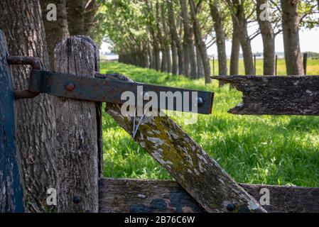 Vecchio cancello di legno chiuso con una cerniera arrugginita e un boschetto sul retro con molta profondità di campo Foto Stock