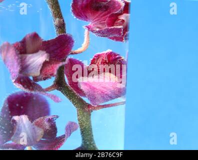 Orchidea rosa sfocata in un bicchiere con acqua. Bolle sui fiori. Concetto di cosmetica. Cosmetici biologici. Acqua naturale. Un look fresco. Foto Stock